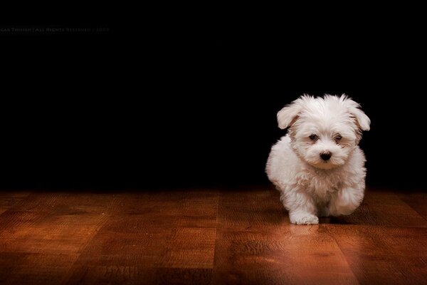 Chiot poilu bouclé blanc