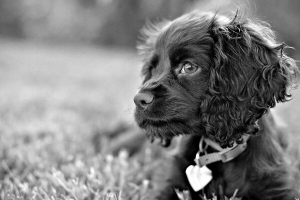Sad look of a black and white dog on the grass