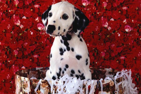 Dalmatien dans une boîte sur fond de roses