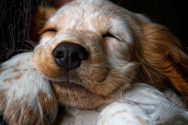 Cucciolo di spaniel che guarda i sogni