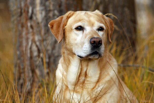 Rudy pies Labrador wśród wysokiej trawy