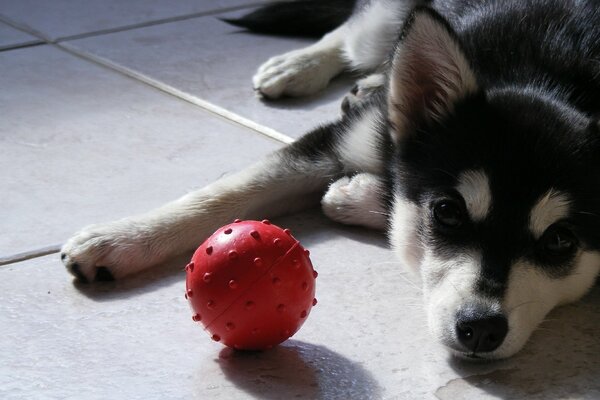Cachorro Husky yace en el Suelo con una pelota roja