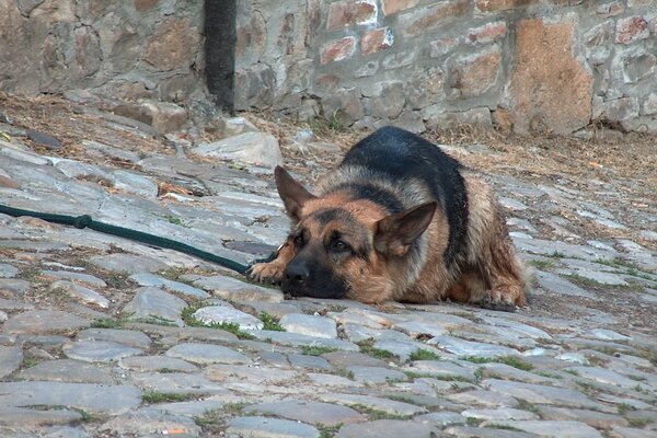 Perro de Servicio yace en la acera