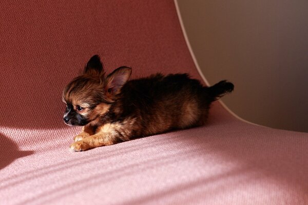 Cachorro en una cama rosa. Pequeño cachorro