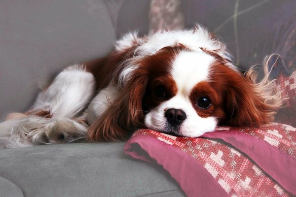 A small fluffy dog is resting on the couch