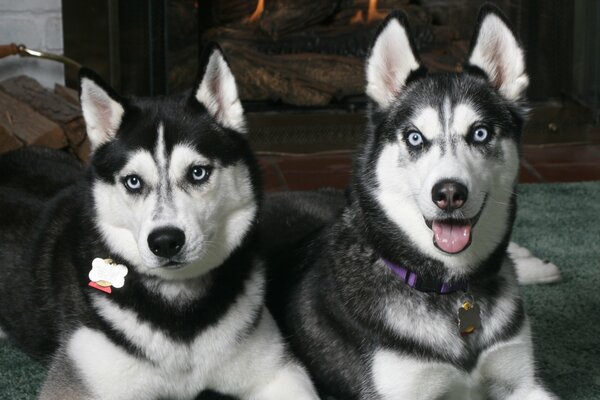 Huskies ruhen sich am warmen Kamin aus