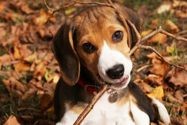 Hund wird im Herbstpark gespielt