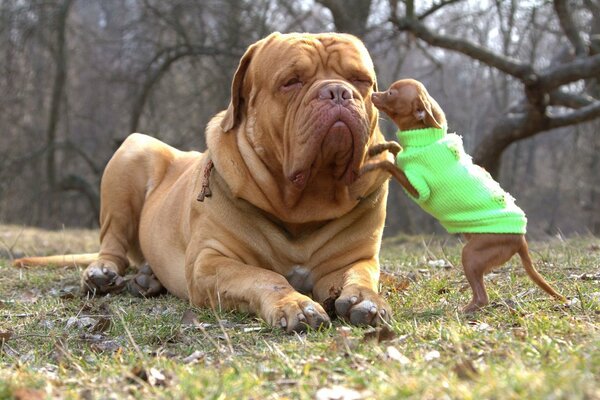 Equanimità canina prima del malizia infantile