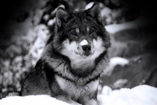 Black and white photo with a wolf in the snow