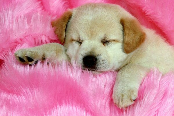 Cute pink puppy on a pink litter