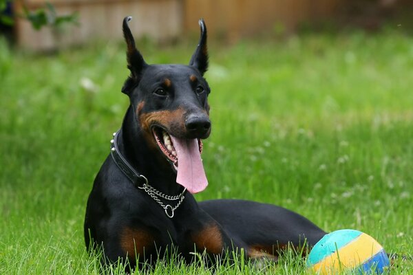 Schöner Dobermann will Ball spielen