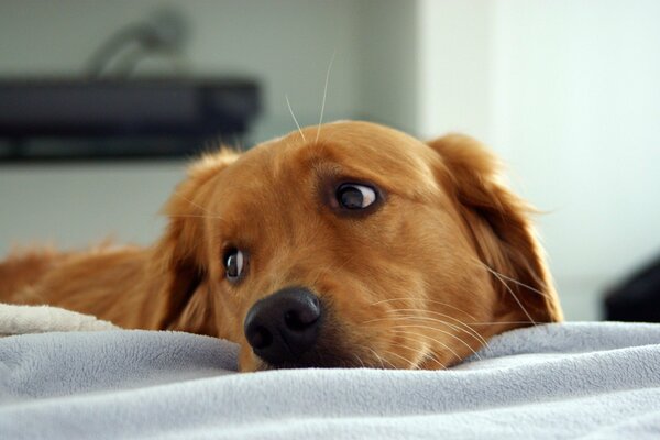 Le regard du Labrador quand il a vu un régal