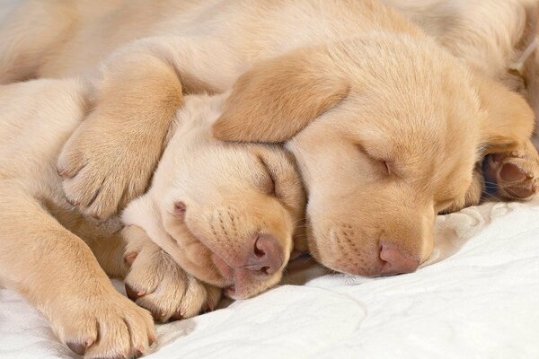 Labrador puppies sleeping together