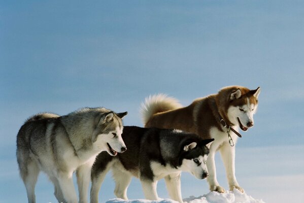 Photos of husky dogs