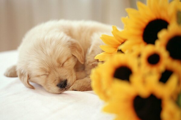 A puppy sleeps next to a sunflower