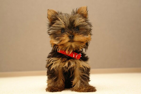 A cute little puppy with a red collar