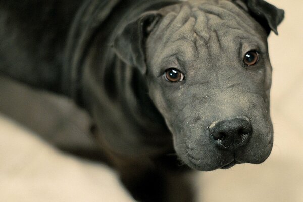 Schwarzer Panther in Form eines schwarzen Hundes