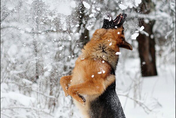 Dog playing with snow in winter