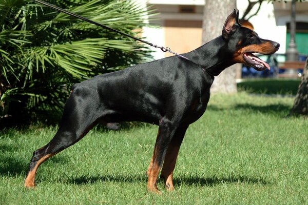 Doberman in a stand on a leash