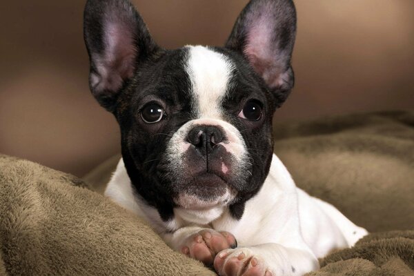 Cute bulldog with pink heels lies on a pillow with a devoted look