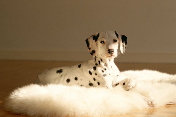 Spotted Dolmatian Great Dane lies on a white fluffy carpet in the living room