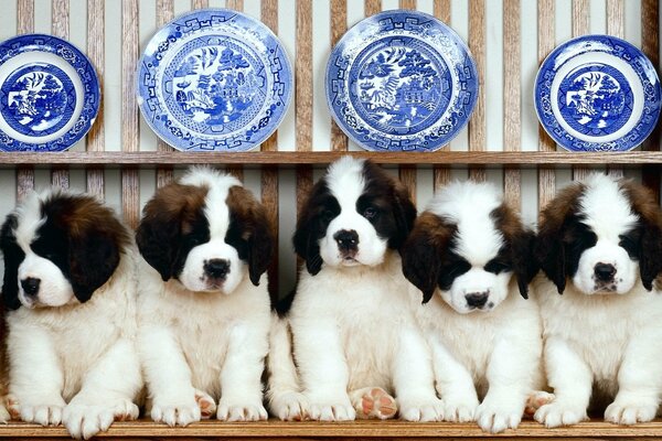 Puppies sit in a row on the background of plates
