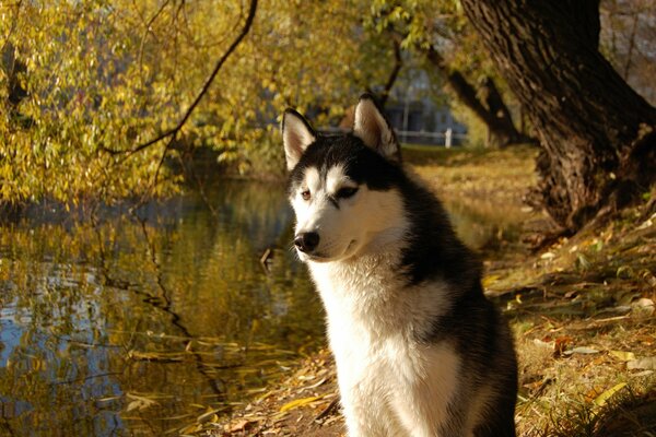 Husky en la orilla del río. Otoño dorado