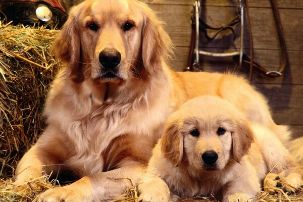 Retrato de familia de dos perros dorados