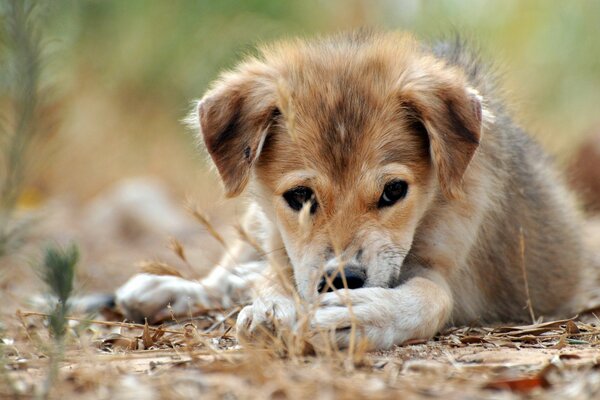 Macro disparo de un cachorro triste