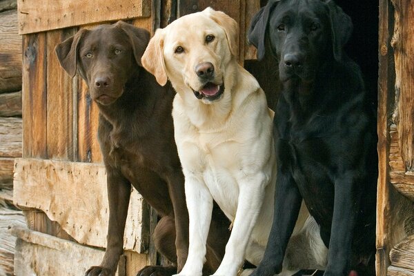 Three dogs of the lobrador are sitting