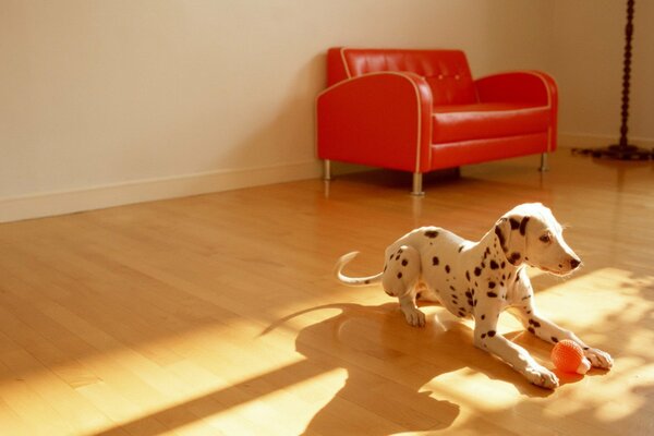 Un dalmatien au sol avec une balle rouge