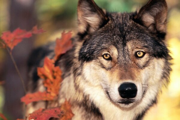 Der Herbst im Wald färbt auch Tiere