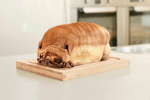 A dog that looks like a loaf of bread