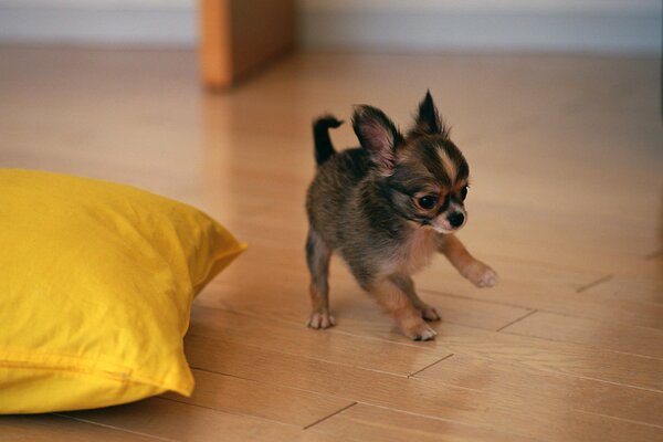 That terrier is quite a puppy playing at the yellow pillow