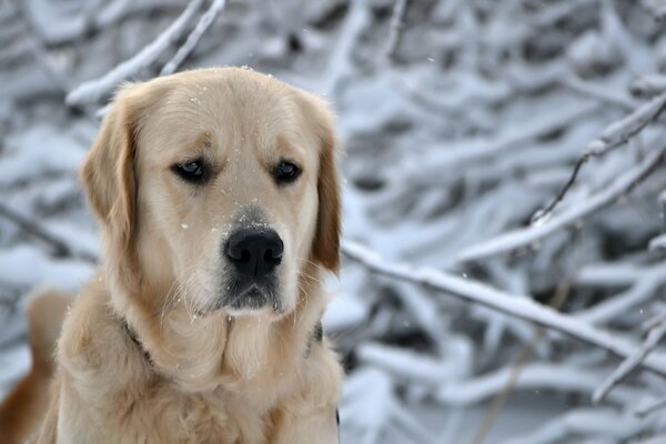 Hund im Winterwald