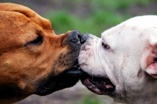 Zwei süße Hunde spielen in der Natur