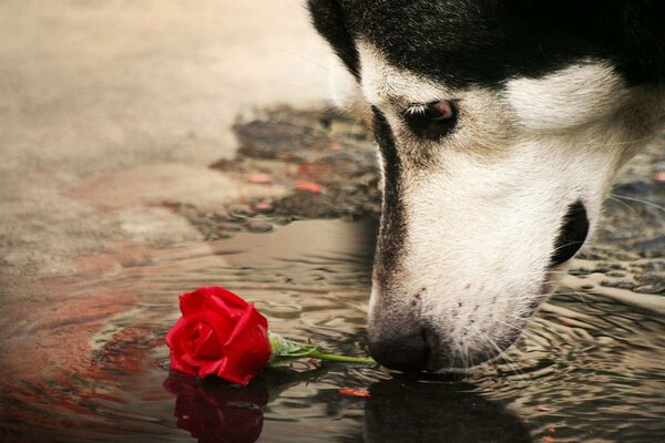 Dog Loyalty in a Broken Rose