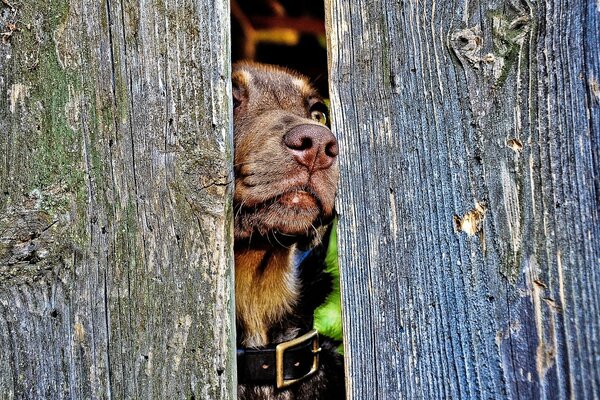 Peeping chien dans la clôture