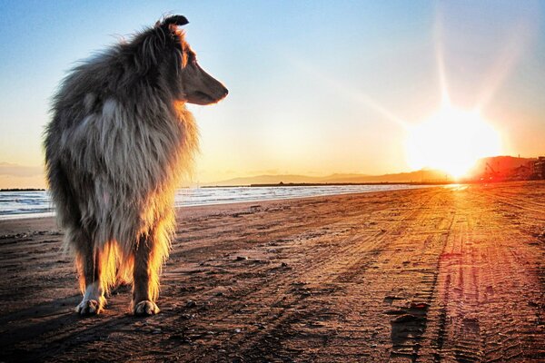 Собака идёт по пляжу на рассвете