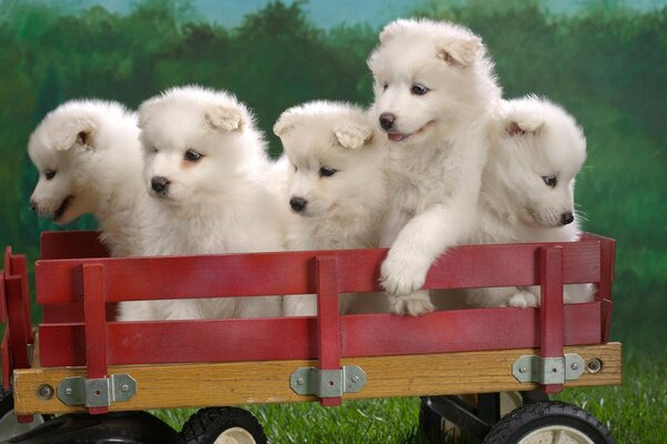 Cinque cuccioli bianchi pelosi in un carrello