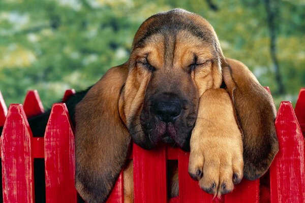 The dream of a fire dog on the fence