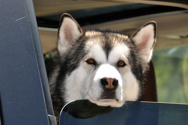 Husky dog in the car window