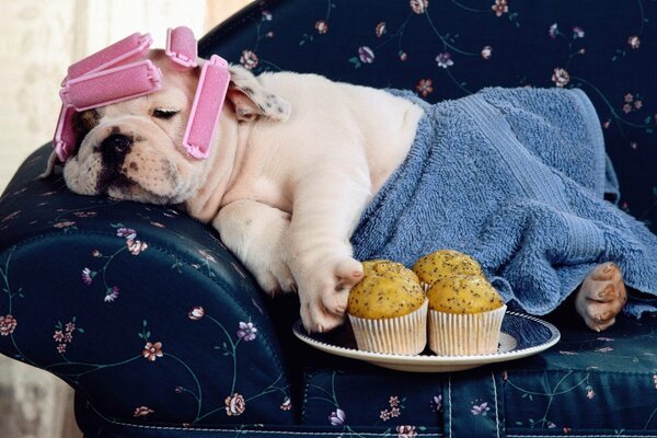 Imagen humorística: Bulldog en un Sofá con rulos y una toalla