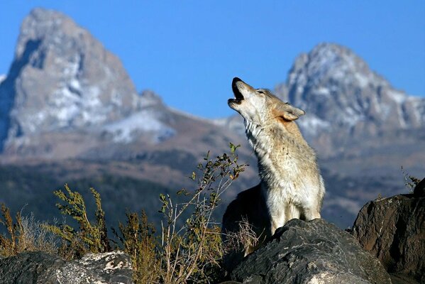 Un lobo aullando en una roca en el cielo