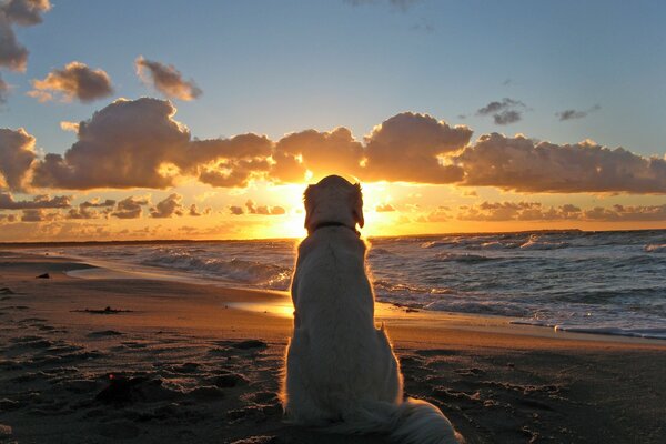 Hund sitzt, schaut den Sonnenuntergang an