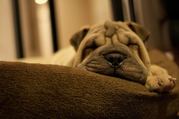 Shar Pei dort sur un oreiller