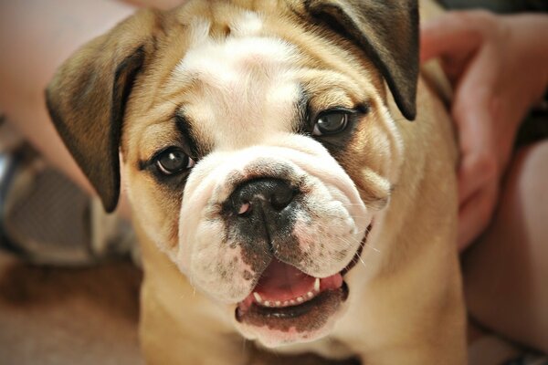 Cute bulldog puppy looks at the camera