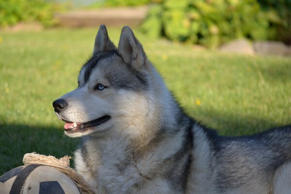 Jeux Husky avec ballon sur une journée ensoleillée