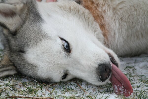 Ein verspielter Hund. Huskies mit ausgestreckter Zunge