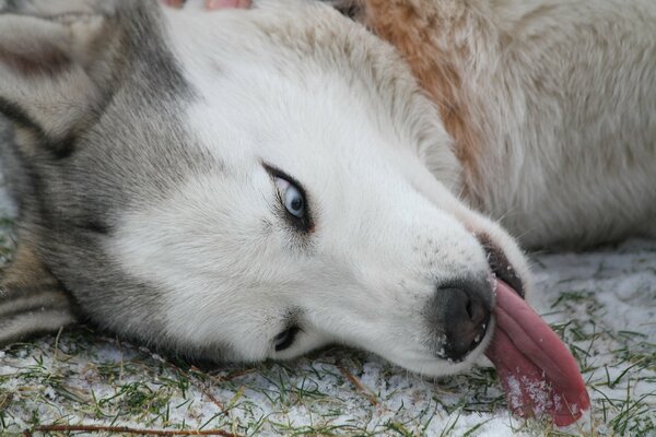 Cane giocoso. Husky con la lingua fuori